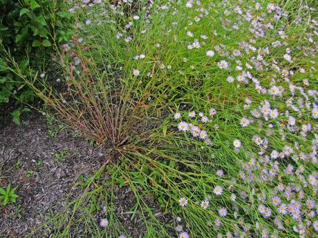 Boltonia asteroides 'Pink Beauty'