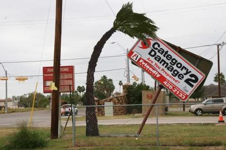 Palm Tree Hurricane Billboard
