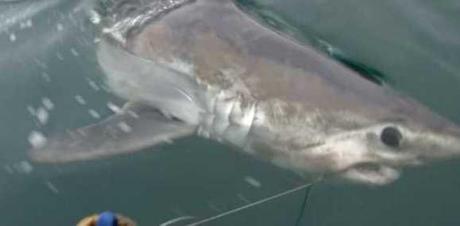 Jaws UK: Fishing Friends Reel In & Release Largest Shark Ever Caught In British Waters