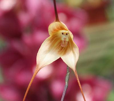 The Amazing Monkey Orchid