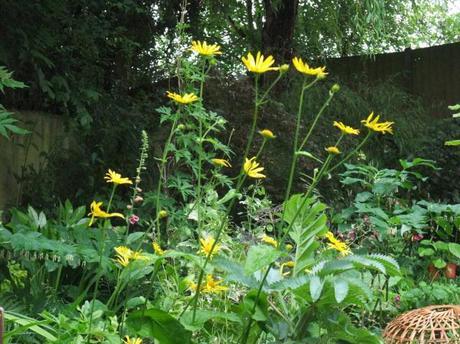 Plant of the Moment: Leopards Bane