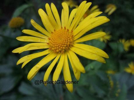 Plant of the Moment: Leopards Bane