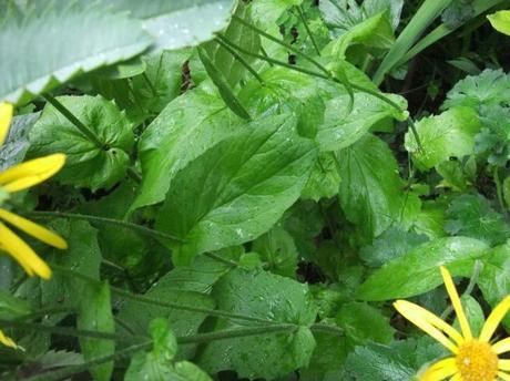 Plant of the Moment: Leopards Bane