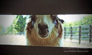 Stapps Circle S Ranch: Greensburg, Indiana