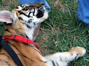 Where Little Indiana Pets Baby Tiger: Stapps Circle Ranch Greensburg,