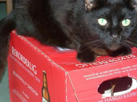Black Cat/Rekorderlig Cider