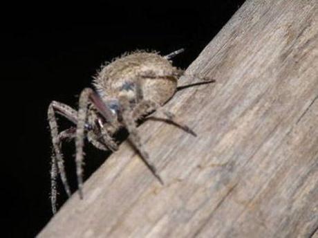 A tarantula-like spider species in India