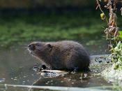 Water Vole Back From Brink