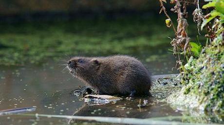 The Water Vole - Back From The Brink