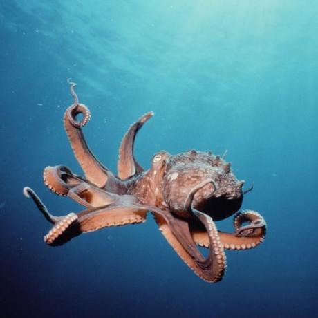 octopus The Politics of Fashion Photography Part 30 The New Order of Disorder