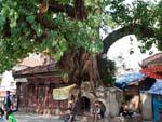 A chaitya completely shattered by a bodhi tree