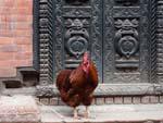 Chicken standing outside an ornate metal door