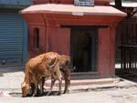 Narayan shrine with two cows in front