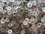 Close-up of coins nailed into lump of wood