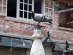 Pigeons resting on a stupa near Seto Machhendranath Temple