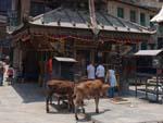 Triple-roofed Ugratara Temple with two cows in the front