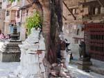 A chaitya has been completely shattered by a bodhi tree