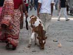 Another cow on the streets of Kathmandu, a regular occurrence