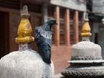 Bird resting on a stupa inside the  Shigha Bihar