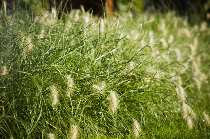 Make Sure Your Dog Steers Clear of Foxtails