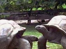 After Years Together, Turtle Pair Part Ways
