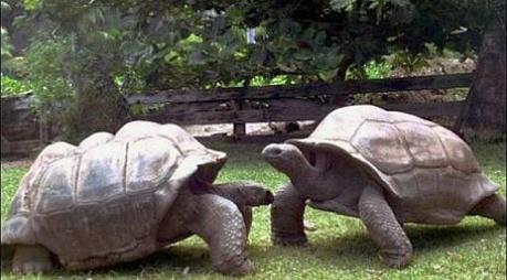 Bibi and Poldi, giant turtles at the Klagenfurt Zoo in Austria: image via brcko-24h.com