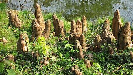 The Rarity Of The Cypress Knees
