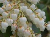 Plant Week: Pieris Formosa Var. Forrestii ‘Wakehurst’