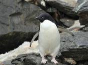Penguins Perverts? Pamphlet Reveals ‘sexual Depravity’ Birds