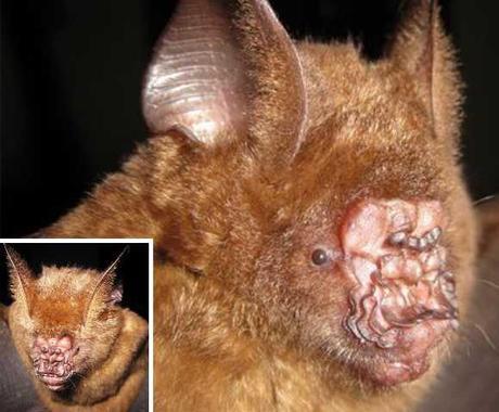 10 Bizarre Bats You Won't Want To Meet On A Dark Knight