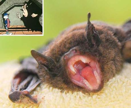 10 Bizarre Bats You Won't Want To Meet On A Dark Knight