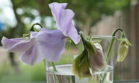 Sweet Pea Flowers