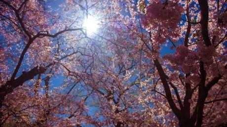 The Manhattan Project