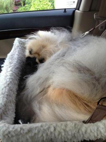 Noki the Pekingese is comfy in his car seat