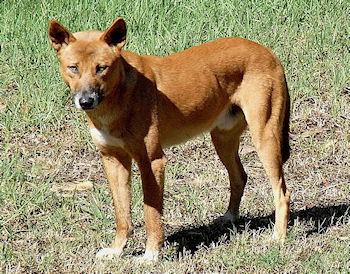 Dingo Ate My Baby Case Nears Conclusion