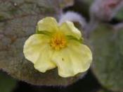 Plant Week: Saruma Henryi