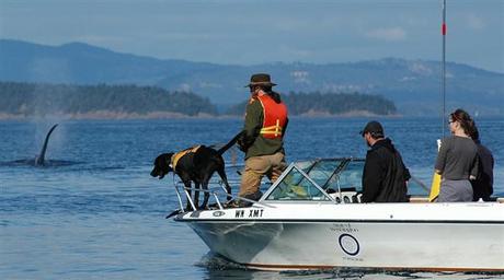 Dog Stars in Study on What Stresses Killer Whales