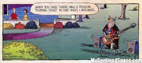 Possum playing The Dead!