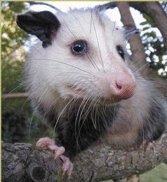 Playing Possum, The World's Oldest Bluff