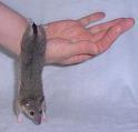 Short-tailed Possum