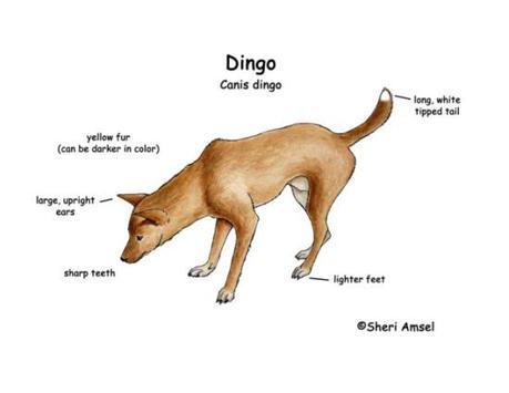 Diagram of dingo with white-tipped feet and tail: image via exploringnataure.org