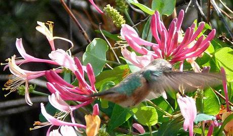 Wordless Wednesday: Hummers and Honeysuckles