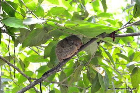 Bohol Countryside Tour Photo Diary