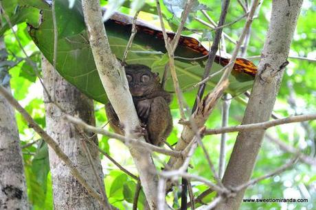 Bohol Countryside Tour Photo Diary