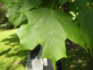 Acer saccharum Leaf (17/05/2012, Prague, Czech Republic)