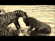 A zebra fights for his life in the jaws of a lioness