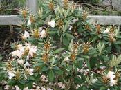 Deadheading Rhododendrons