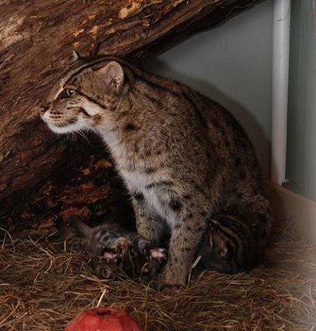 Mother fishing cat, Electra, strikes a beautiful pose: Photo credit: Courtney Janney, Smithsonian's National Zoo