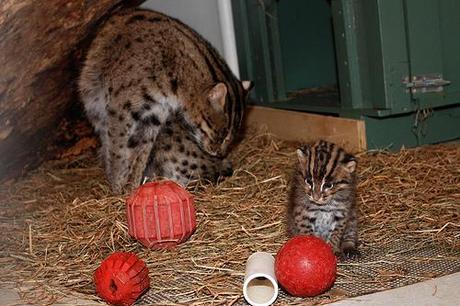 Fishing cat plays with her kittens: Photo credit: Courtney Janney, Smithsonian's National Zoo