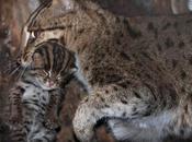 Endangered Fishing Cats Born Smithsonian National